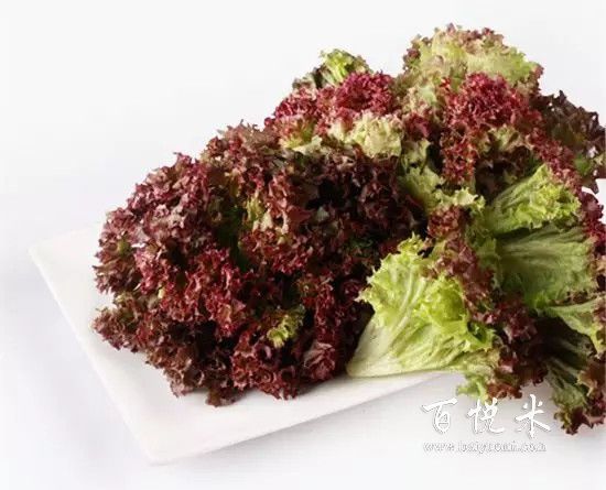 盤點最全做沙拉用到的蔬菜,這些蔬菜你都見過嗎?